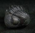 Perfectly Enrolled Eldredgeops Trilobite From New York #11893-1